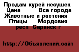 Продам курей несушек › Цена ­ 350 - Все города Животные и растения » Птицы   . Мордовия респ.,Саранск г.